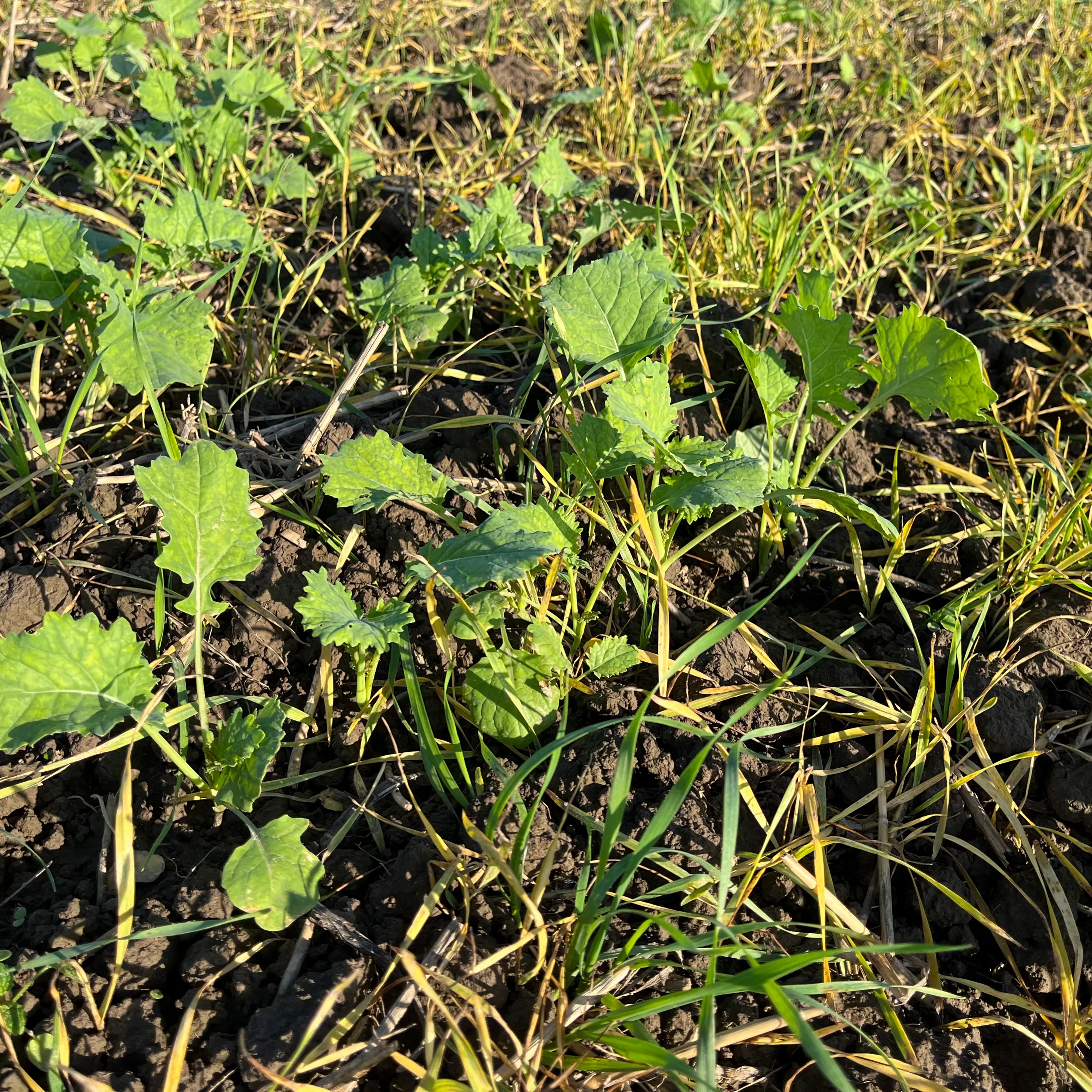 Oilseedrape Autumn 1