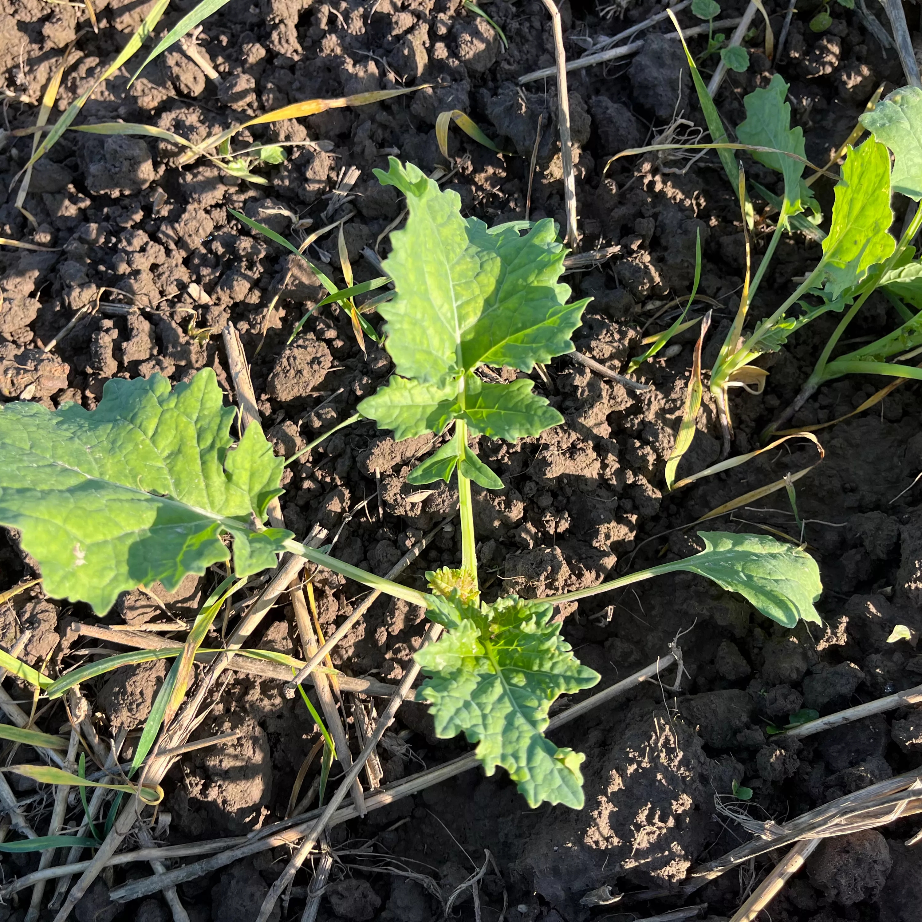 Oilseedrape Autumn 2