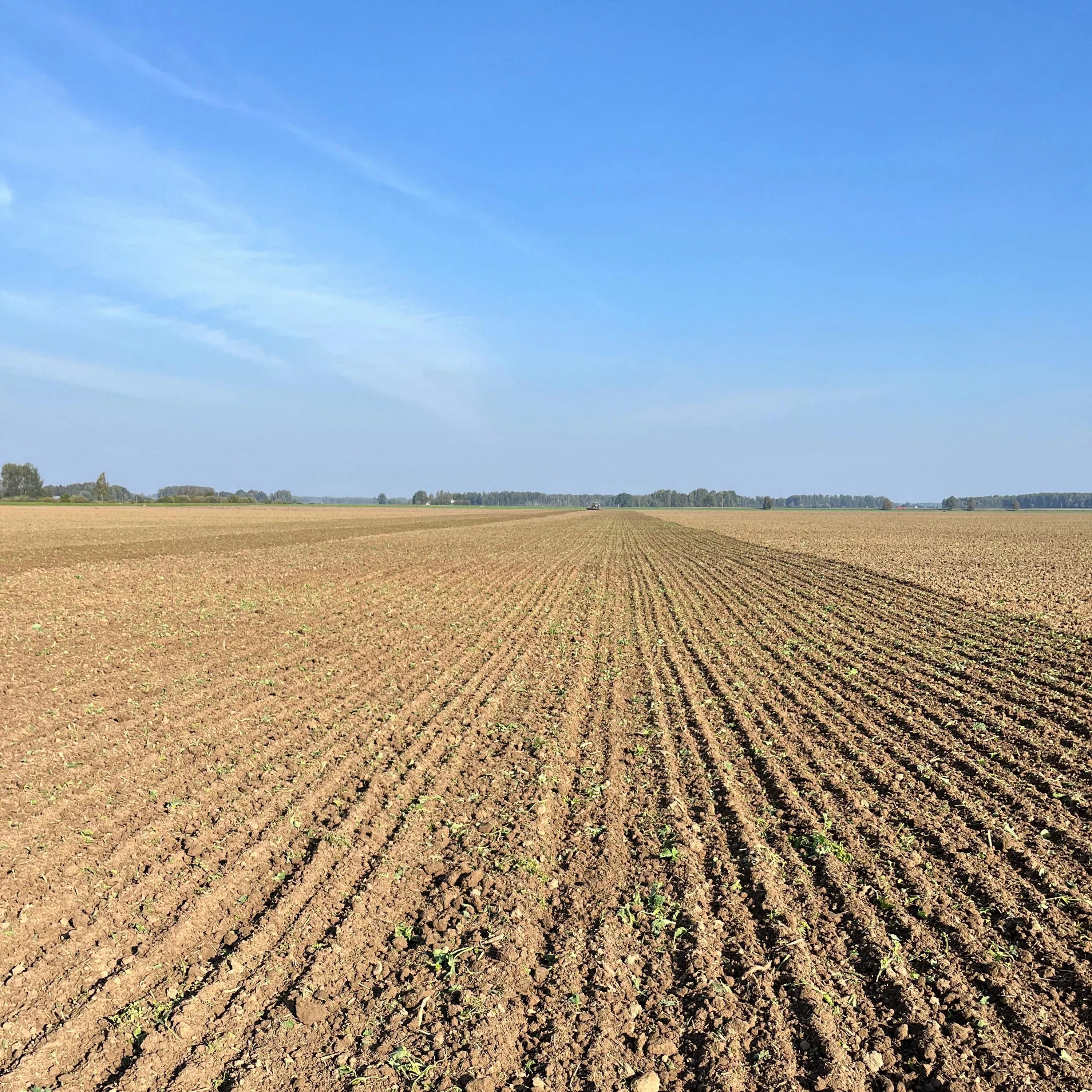 Wheat Sowing Autumn 2